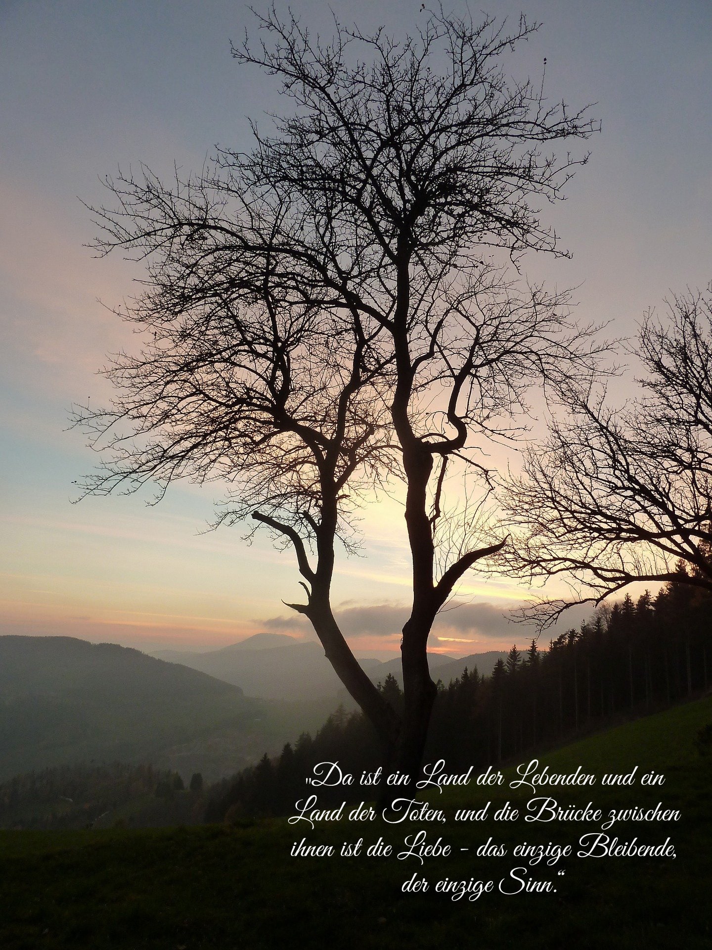 Baum im Sonennuntergang