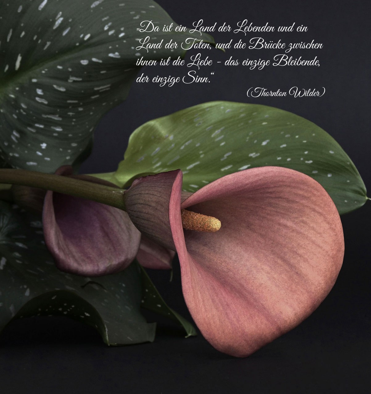 rosa calla