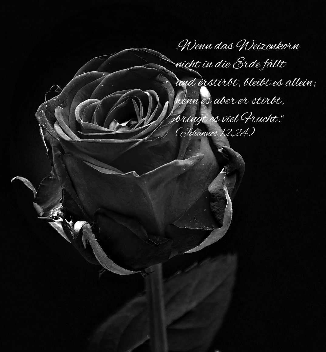 moderne Trauersprueche schwarze rose